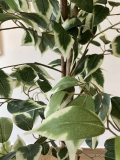 Fícus artificial 2,10 metros (verde / creme) - loja online