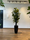 ficus Lyrata artificial 1,85 metros