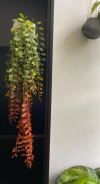 arranjo folhagem pendente artificial 76cm