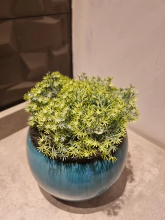 arranjo permanente 15cm na internet