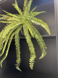 Arranjo samambaia artificial 65cm - Cristal Garden