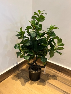 árvore permanente Clusia - 78cm - Cristal Garden