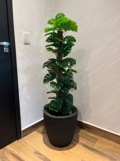 costela de Adão artificial - 1,20 metros - Cristal Garden