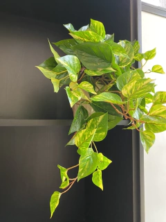 Arranjo jiboia pendente 40cm - Cristal Garden