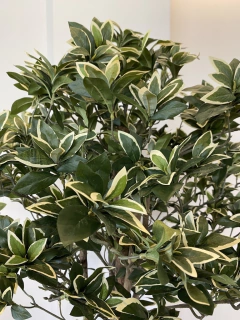 Phitosporo Brasil artificial - 1,40 metros - Cristal Garden