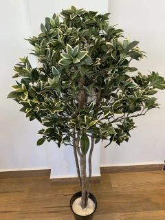 Phitosporo Brasil artificial - 1,40 metros