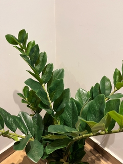 Zamioculca Artificial - 97cm - comprar online