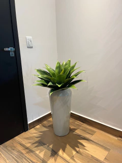 agave permanente - 52cm na internet