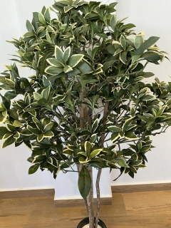 Imagem do Phitosporo Brasil artificial - 1,40 metros