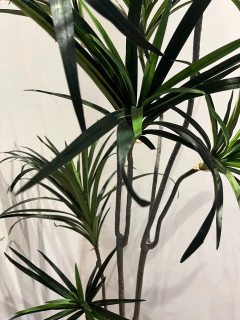 Imagem do Dracena Permanente 1,50 metros (Verde)