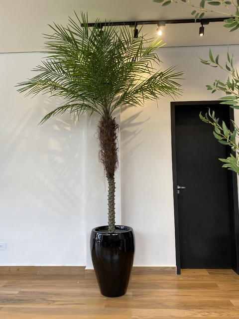 Palmeira Fenix artificial 2,60 metros
