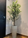 ficus variegata permanente 1,50M. (verde/creme)