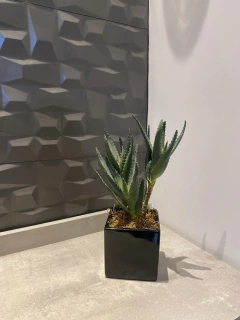 Imagem do Arranjo aloe permanente 29cm