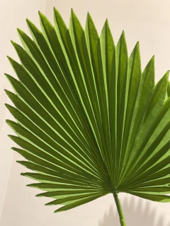Imagem do Folha de Latânia artificial - 87cm