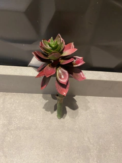 Suculenta artificial 11cm - comprar online