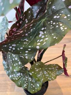 Imagem do Begônia Artificial - 73cm