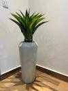 Agave permanente - 60cm