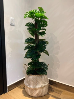 costela de Adão artificial - 1,20 metros - Cristal Garden