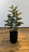 Ficus elastica permanente (verde/creme) 1,27 metros - comprar online