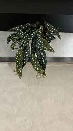 Arranjo Begonia Maculata artificial 50cm na internet