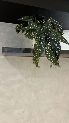 Arranjo Begonia Maculata artificial 50cm - comprar online