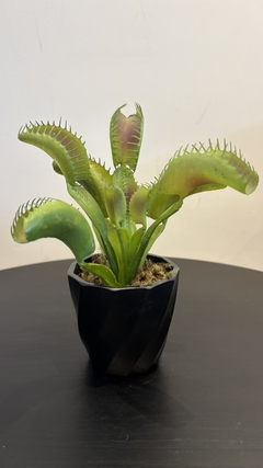 Arranjo planta carnívora 20cm - comprar online
