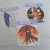 Stickers - Shingeki no kyojin