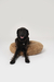 FUNDA DDL DONUT BED LOW COST