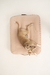 FUNDA SAM ROSE