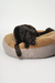 CAMA COMPLETA DONUT BED en internet