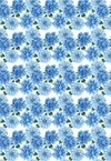 PED048 - Dalia