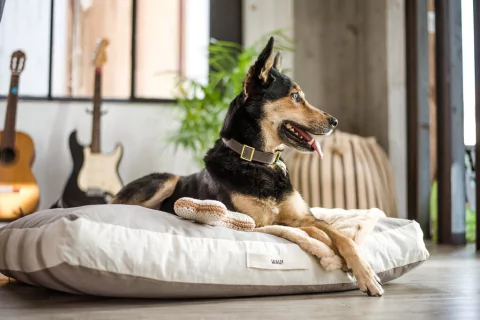 BONE RAW - comprar online