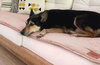PILLOW ROSA en internet