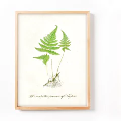 Imagen de Ilustraciones Helechos