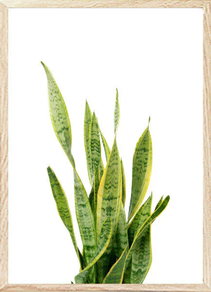 (1417) LENGUA DE SUEGRA