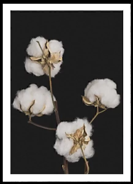 (457) RAMAS DE ALGODON - comprar online