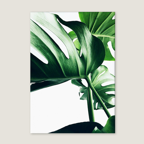 HOJA DE MONSTERA 2 (Lámina) - comprar online