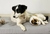 Linea Pets