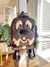 MOCHILA MASCOTA PERSONALIZADA