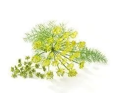 Aceite Esencial Puro De Hinojo Dulce 15ml en internet