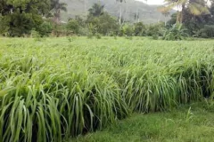 Citronela Aceite Esencial Puro de Citronela (no Citronela Tecnica) 15 Ml Aceite Esencial de Citronela (No Citronela técnica) 15ml Importantes Los envases pueden en internet