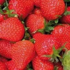 Esencia Frutillas 15ml Hornillos Lampara De Sal - comprar online