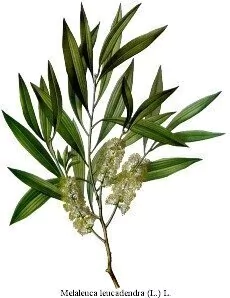Aceite Esencial De Tea Tree Puro Acne 100ml - Saiku Natural 