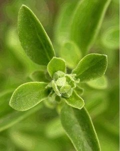Esencial Puro De Mejorana (Origanum Majorana) - tienda online