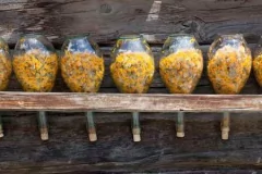 Aceite De Arnica Puro Por 100 Ml Saiku En Villa Urquiza Caba - Saiku Natural 