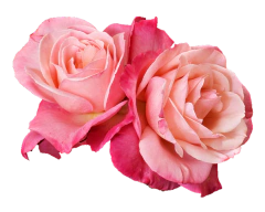 Agua De Rosas 250 Ml Con Envase Atomizador Tonico Facial Ojeras Acne - comprar online