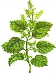 Aceite Esencial Patchouli Pachuli Puro 15ml - comprar online