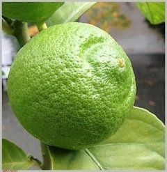 Aceite Esencial De Lima citrus Saiku cosmetológico 15 Ml En Villa Urquiza en internet