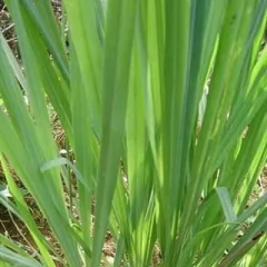 Aceite Esencial Puro De Lemongrass Envase De 15 Ml 100% Puro - tienda online