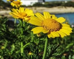 Imagen de Aceite De Arnica Puro Por 1l Saiku En Villa Urquiza